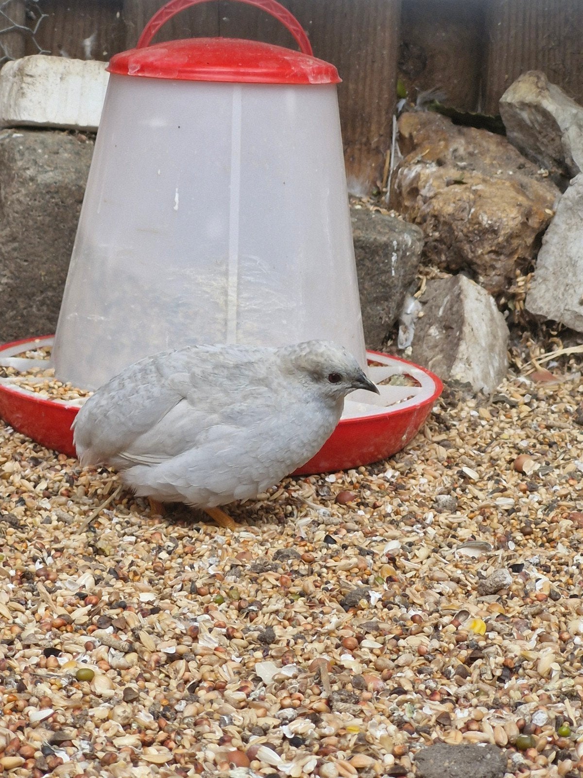 Chinese dwergkwartels te koop!, Dieren en Toebehoren, Vogels | Overige Vogels, Meerdere dieren, Tropenvogel