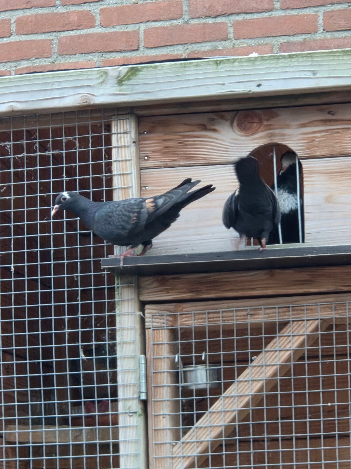 Duiven, Meerdere dieren, Overige soorten