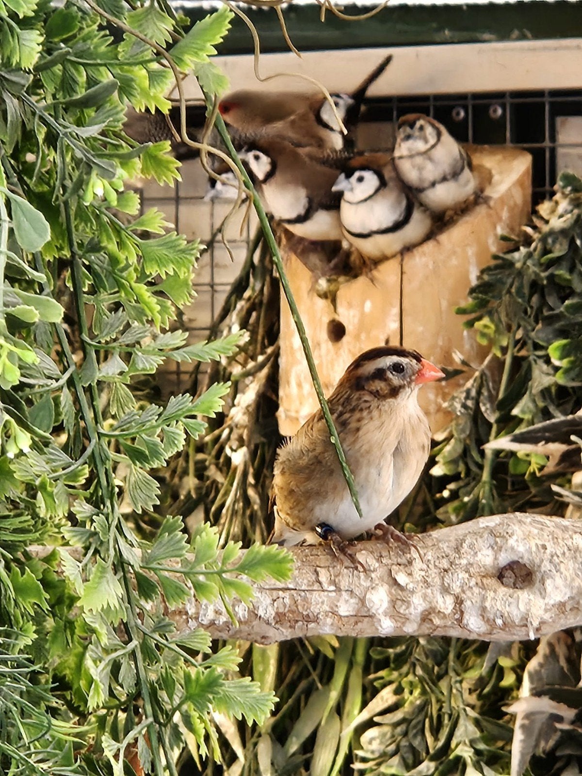 Dominicaanse wida gevraagd., Vrouwelijk, Tropenvogel