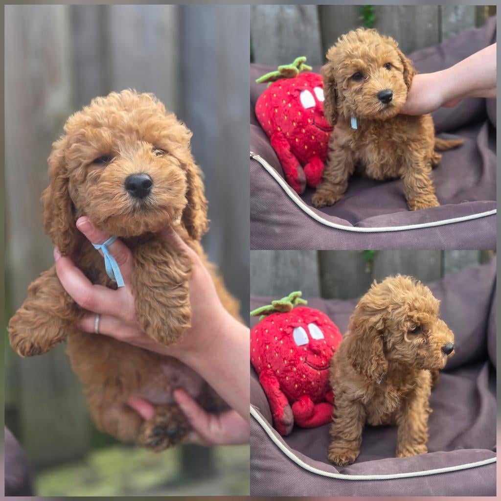 Toypoedel puppys, Overige rassen, 8 tot 15 weken, Meerdere, Meerdere dieren