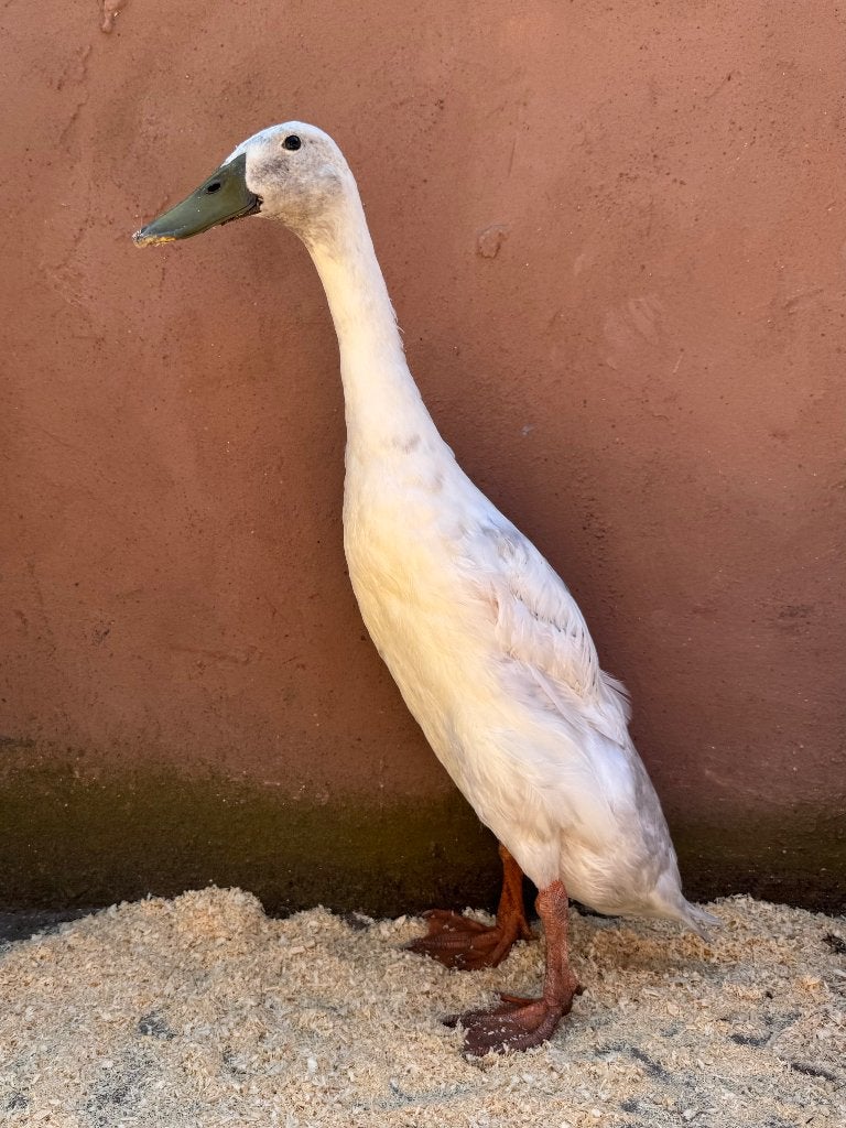 Loopeend woerd, Dieren en Toebehoren, Mannelijk, Eend