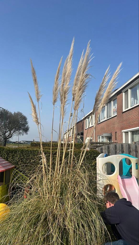 Pampas pluimen ter decoratie, Ophalen, Volle zon, Vaste plant, Siergrassen