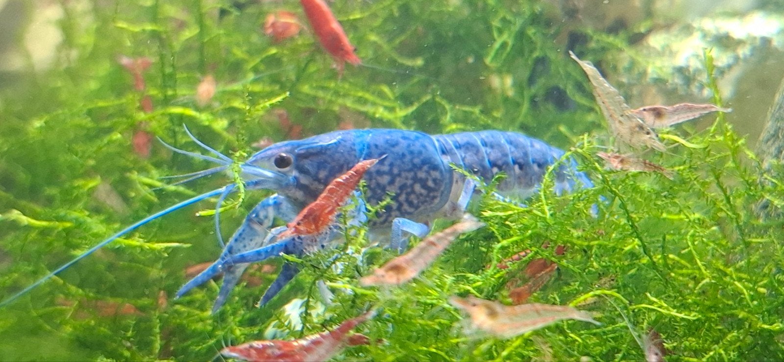 Blauwe Florida kreeften, Dieren en Toebehoren, Kreeft, Krab of Garnaal, Zoetwatervis