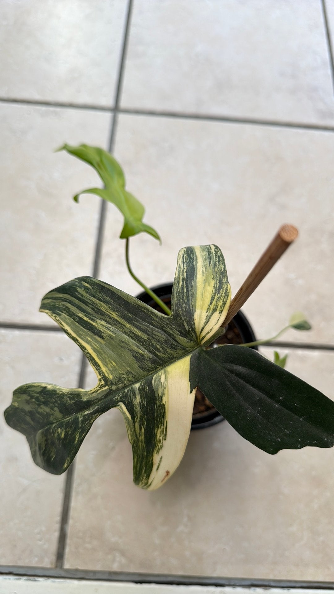 Philodendron squamiferium variegated, stek zeldzaam., Huis en Inrichting, Kamerplanten, Ophalen of Verzenden, Halfschaduw, Minder dan 100 cm