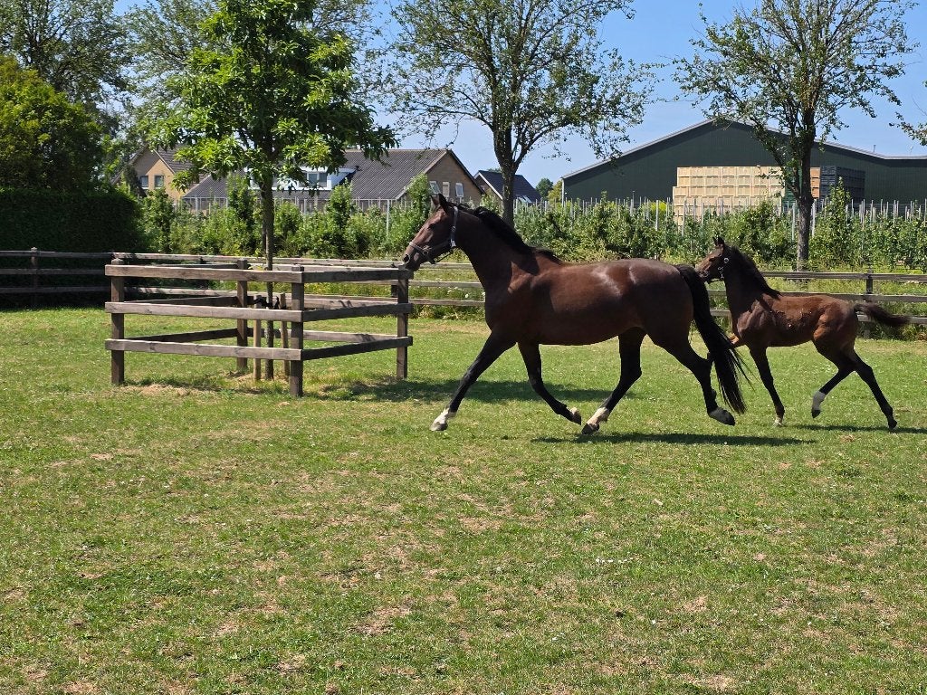 Mooie KWPN Merrie, Merrie, Met stamboom, Dressuurpaard, 7 tot 10 jaar