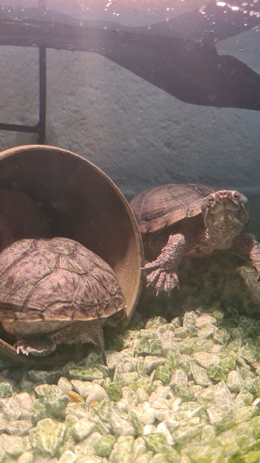 muskusschildpadden, Dieren en Toebehoren, Reptielen en Amfibieën, Slang, 0 tot 2 jaar