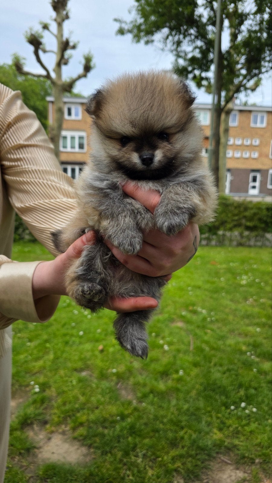 Pomeriaan pups geboren 1mei, Overige rassen, 8 tot 15 weken, Meerdere, Meerdere dieren
