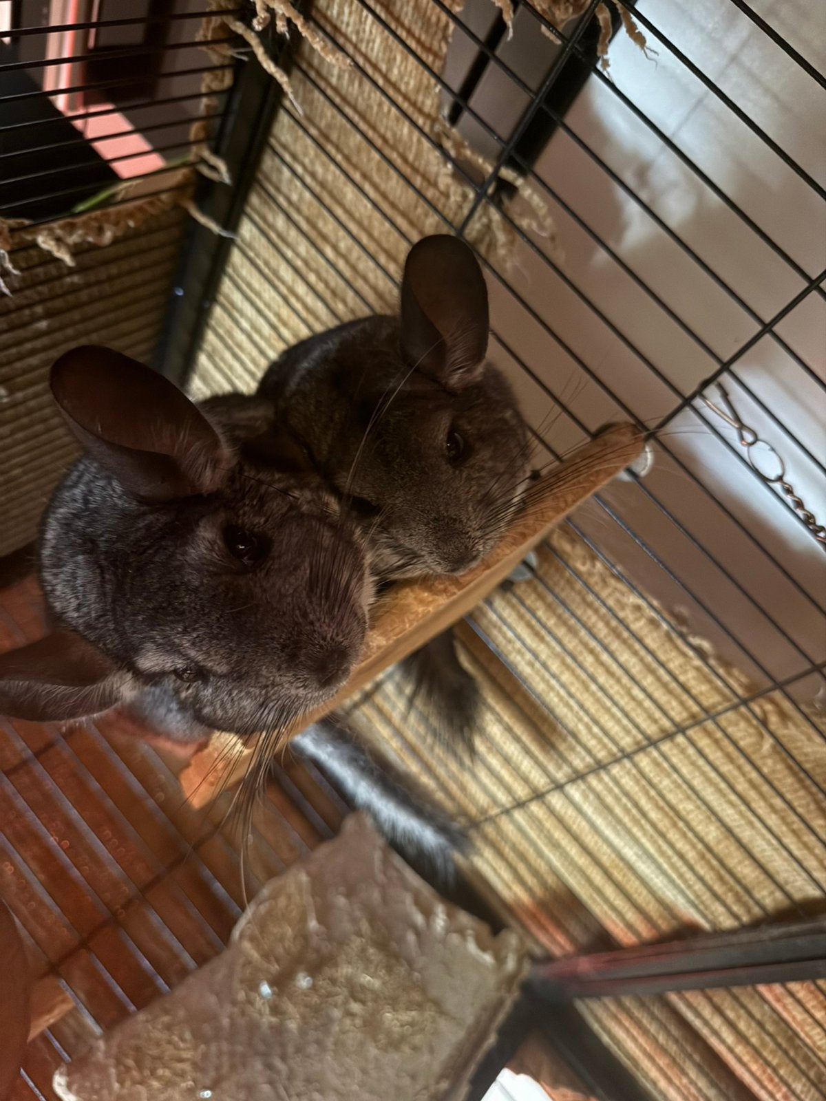 2 Chinchilla’s (vrouwtjes) inclusief kooi en accessoires, Dieren en Toebehoren, Chinchilla, Vrouwelijk, Januari, Tam
