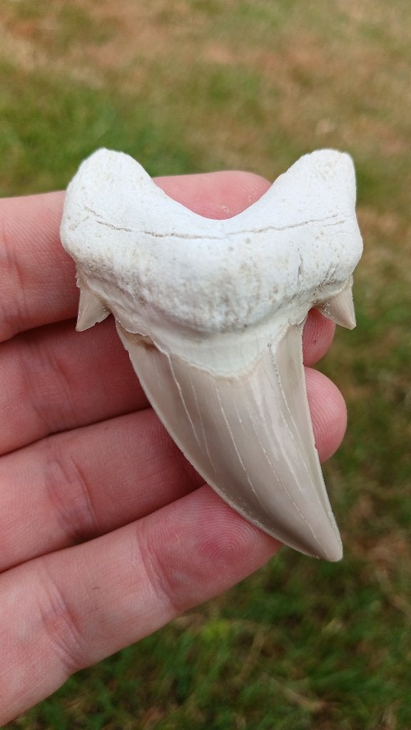 Otodus Obliquus haaientand 7 cm fossiel uit Marokko, Verzamelen, Mineralen en Fossielen, Ophalen of Verzenden, Fossiel