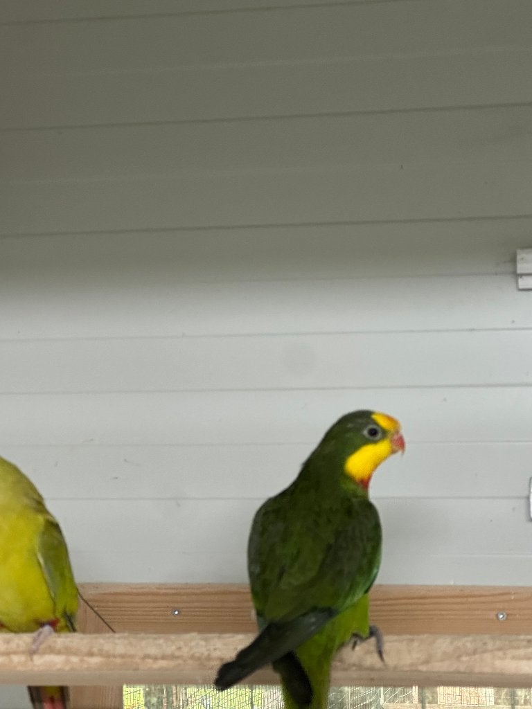 Barraband Pennant en Koningsparkiet, Dieren en Toebehoren, Meerdere dieren, Parkiet, Geringd