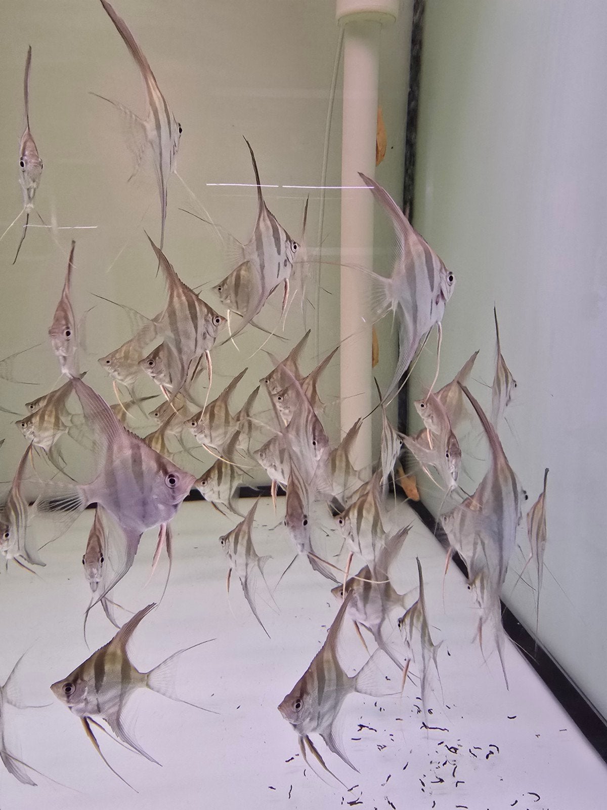 Orinoco altum, Dieren en Toebehoren, Vis, Zoetwatervis, Schoolvis