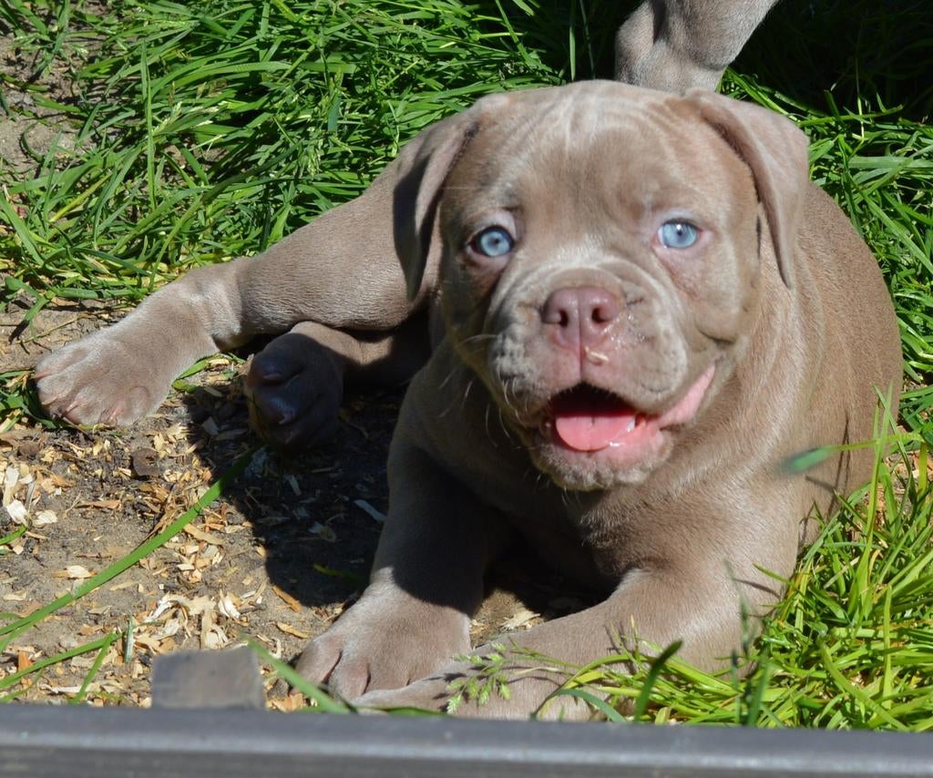Old English Bulldog pups MOGEN HET NEST VERLATEN., Dieren en Toebehoren, Honden | Bulldogs, Pinschers en Molossers, 8 tot 15 weken