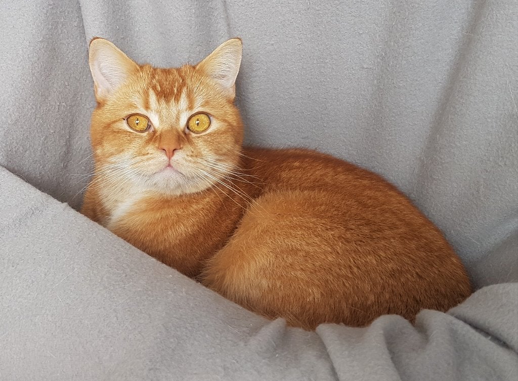 BKH cat looking for new forever home, Dieren en Toebehoren, Kater, Gechipt, 6 jaar of ouder