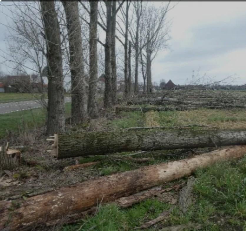 Bomen/haardhout gezocht, 6 m³ of meer, Ophalen of Verzenden, Stammen