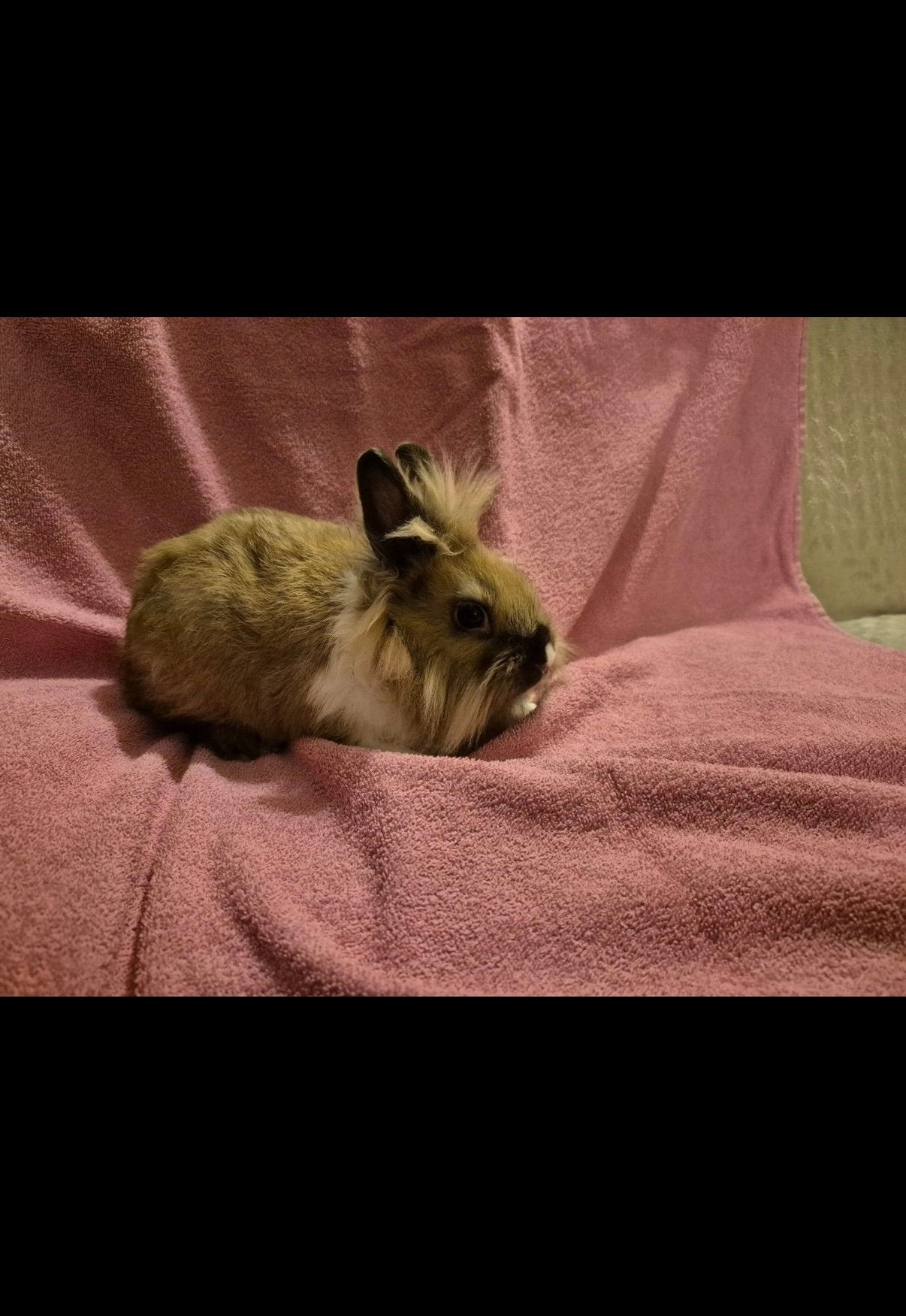 Stelletje leeuwenkop konijnen GRATIS!, Dieren en Toebehoren, Konijnen, Meerdere dieren, Dwerg