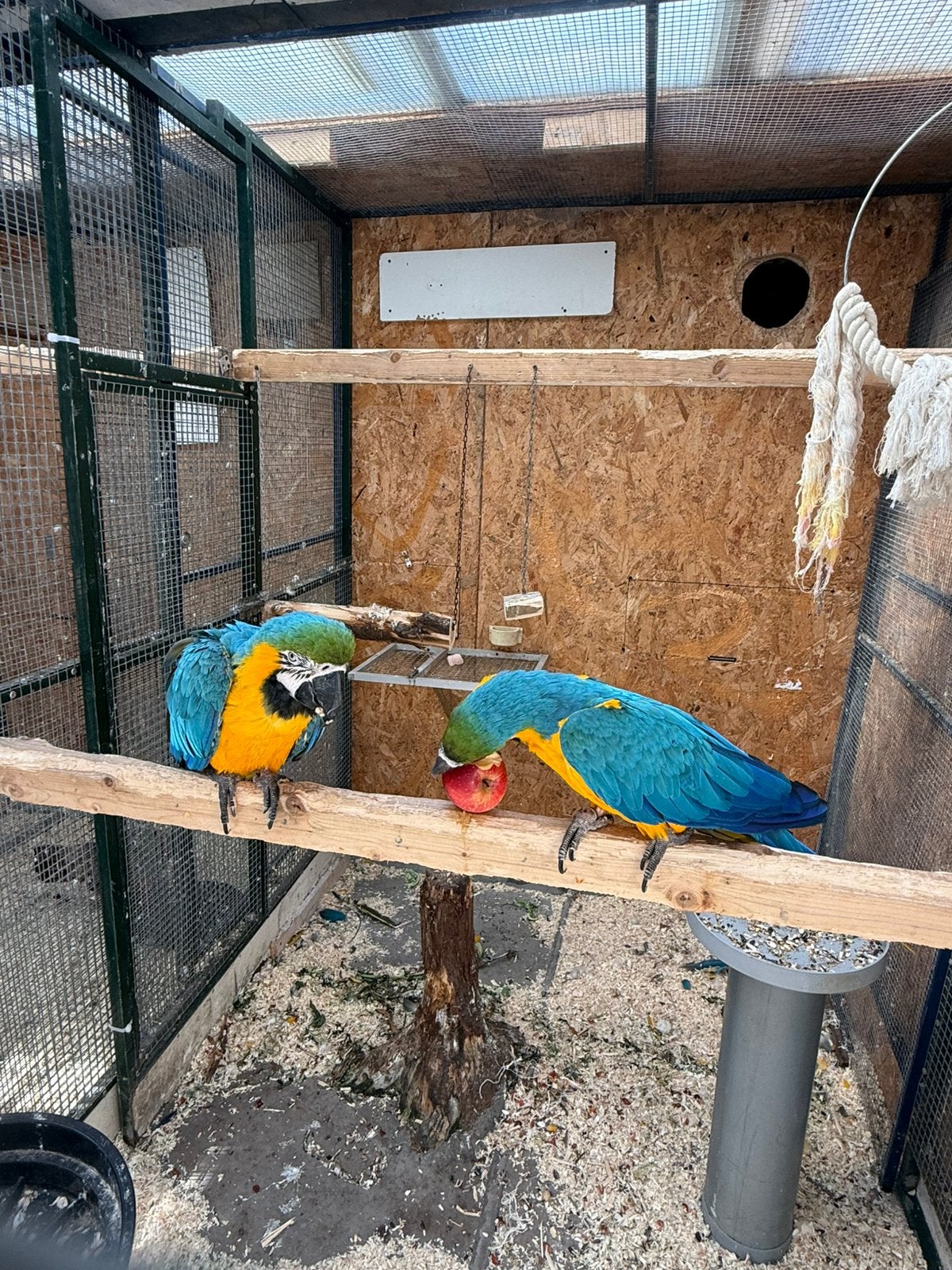 Mooi koppel ARA, Dieren en Toebehoren, Vogels | Parkieten en Papegaaien, Meerdere dieren, Papegaai