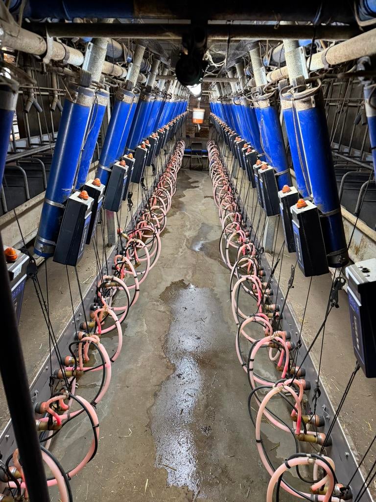 Melkstal inrichting 72 plaatsen voor geiten, Dieren en Toebehoren