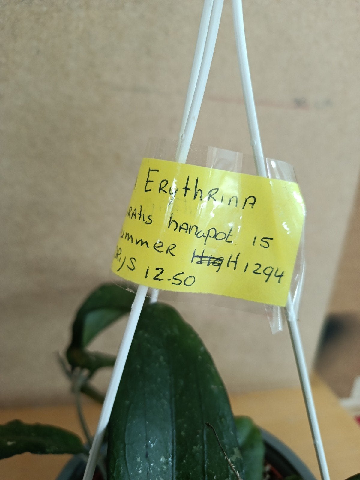 Hoya erythrina gratis hangpot nummer h1294, Ophalen of Verzenden, Halfschaduw, Minder dan 100 cm