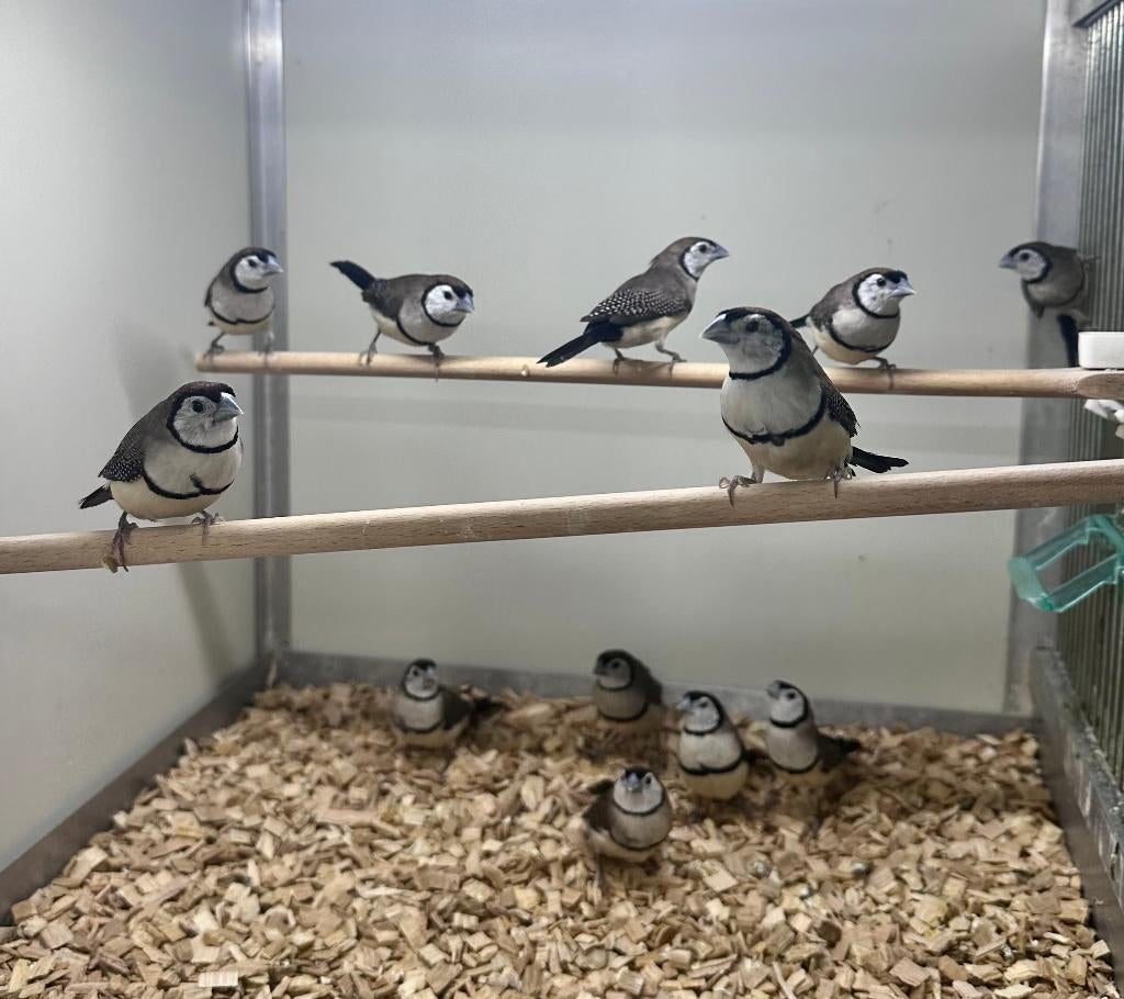 Bichenow astrildes, Dieren en Toebehoren, Vogels | Overige Vogels, Meerdere dieren