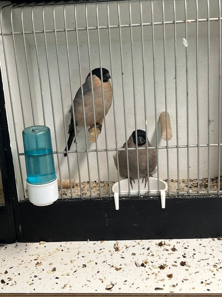 Noorse Goudvinken, Meerdere dieren, Wildzangvogel, Geringd