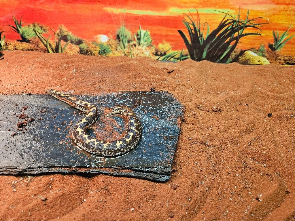 Gongylophis (Eryx) colubrinus Kenya zand boa, Dieren en Toebehoren, Reptielen en Amfibieën, Slang, 0 tot 2 jaar