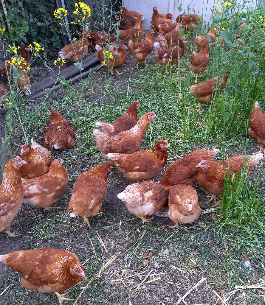 Nieuwe   jonge leghennen  Te koop, Dieren en Toebehoren, Vrouwelijk, Kip
