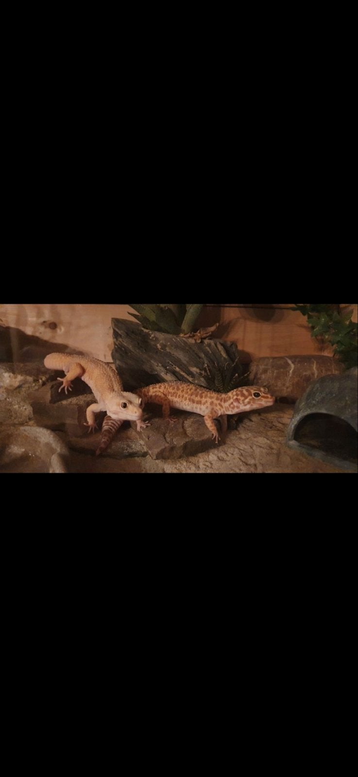 Gekkos+bak, Dieren en Toebehoren, Reptielen en Amfibieën, Hagedis, Met terrarium, 7 tot 10 jaar