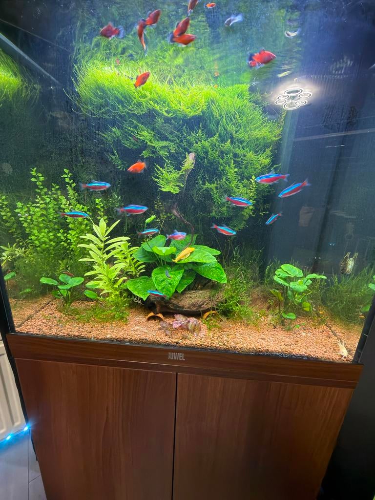 Te koop javamos, Dieren en Toebehoren, Vissen | Aquaria en Toebehoren, Ophalen, Plant(en), Steen of Hout