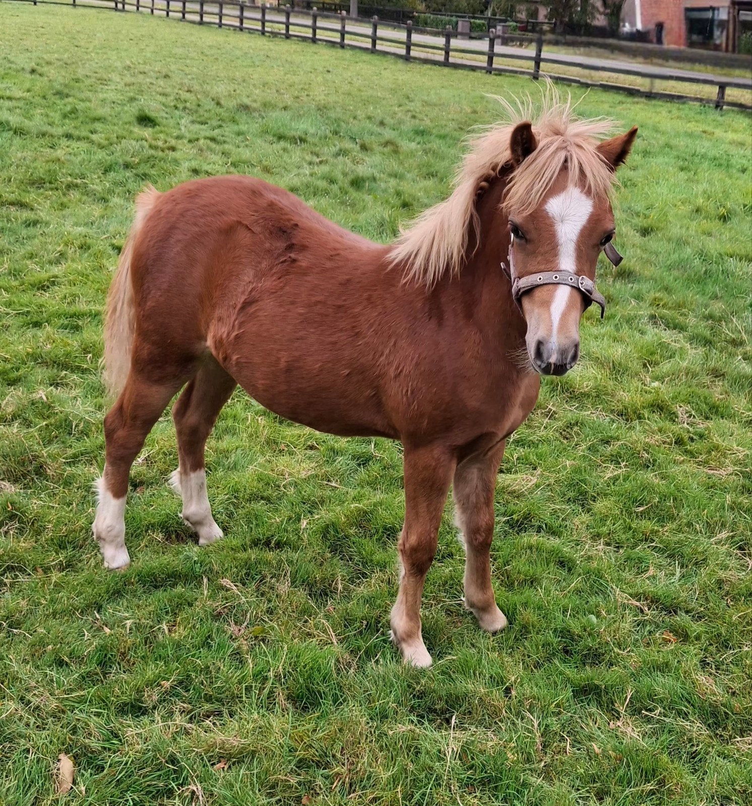 Prachtig mooie A Welsh ponyveulen, Dieren en Toebehoren, Merrie, Met stamboom, 0 tot 2 jaar