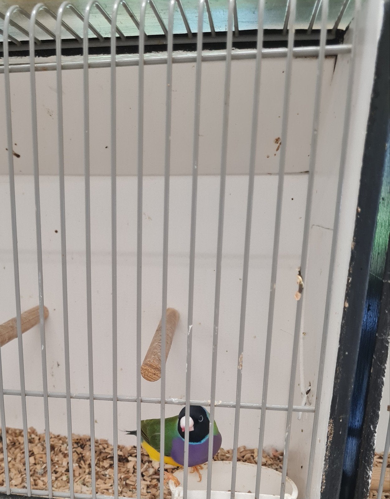 Gold amadine  man, Dieren en Toebehoren, Vogels | Overige Vogels, Mannelijk