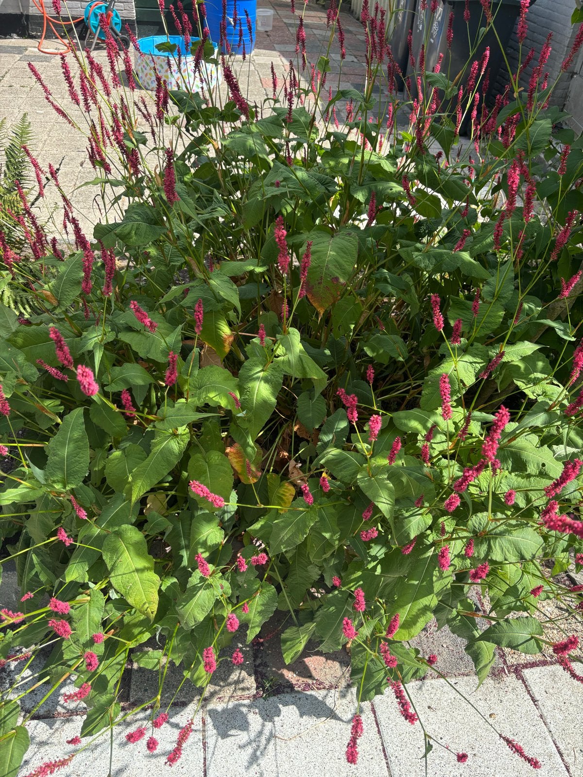Duizendknoop (Persicaria amplexicaulis), Volle zon, Vaste plant, Zomer, Ophalen