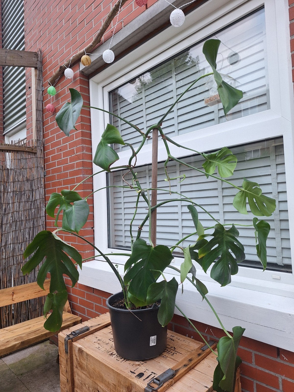 gratis monsterra plant, Ophalen, Volle zon, Overige soorten, Minder dan 100 cm