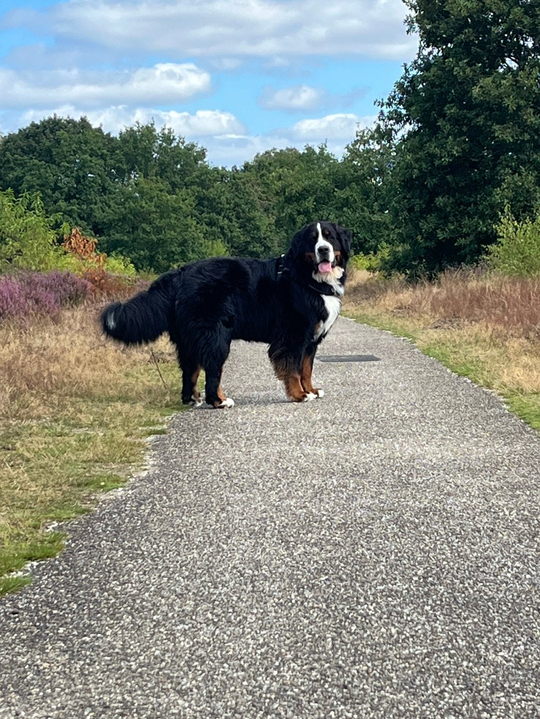 Dog sitter bij u aan huis…😁 op meerdere plekken 🐶🐾🐕🦴, Januari, Meerdere dieren, Overige typen, Tam