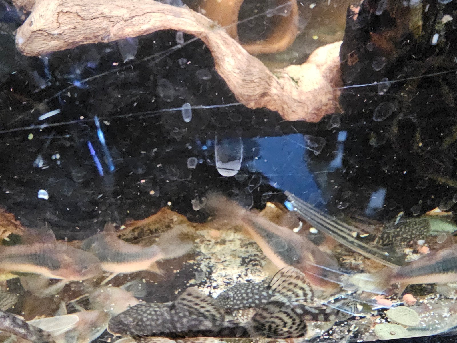 corydoras 10 stuks, Dieren en Toebehoren, Vis, Zoetwatervis, Schoolvis