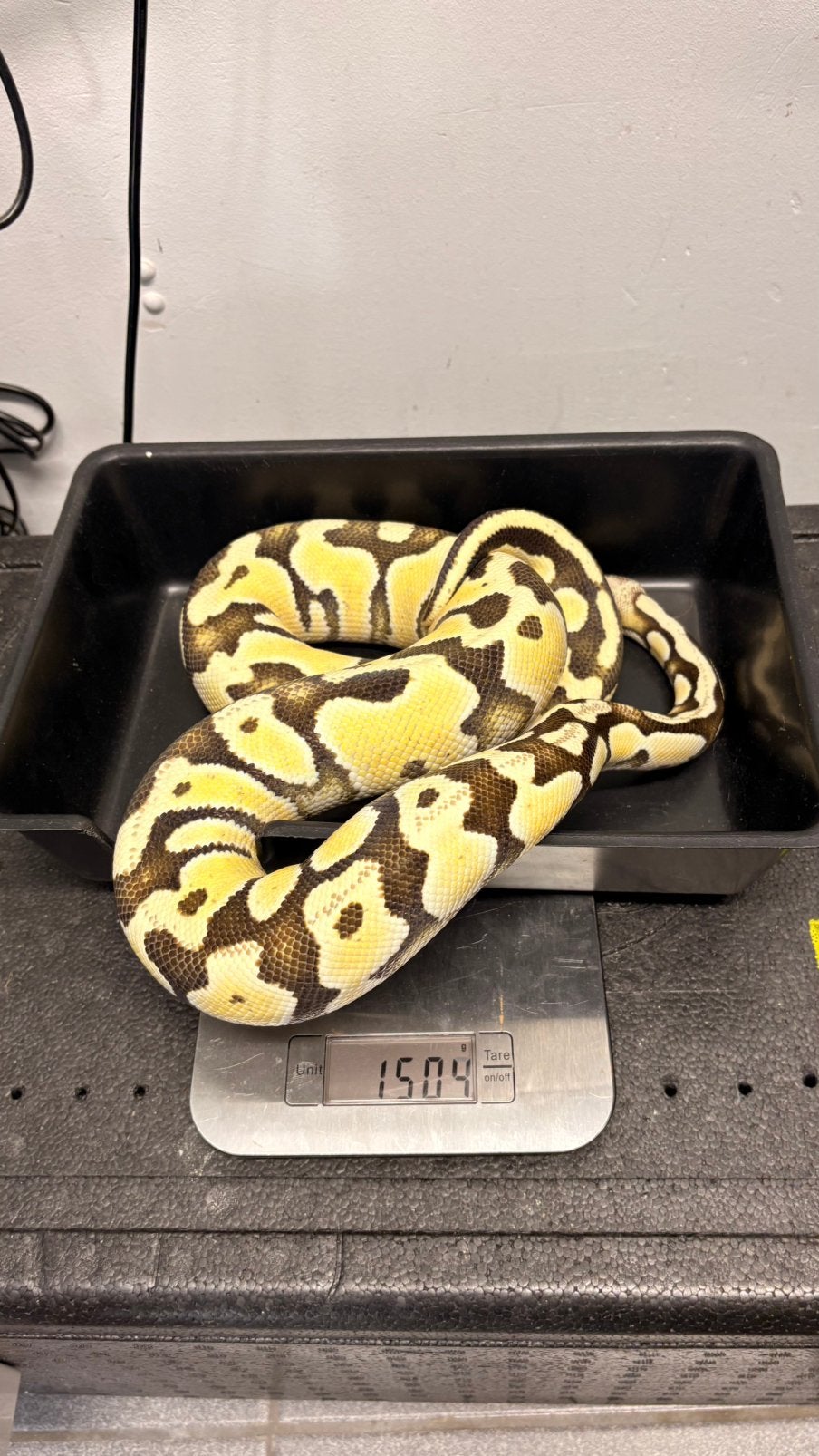 Pastel orange dream desert ghost ball python, Slang