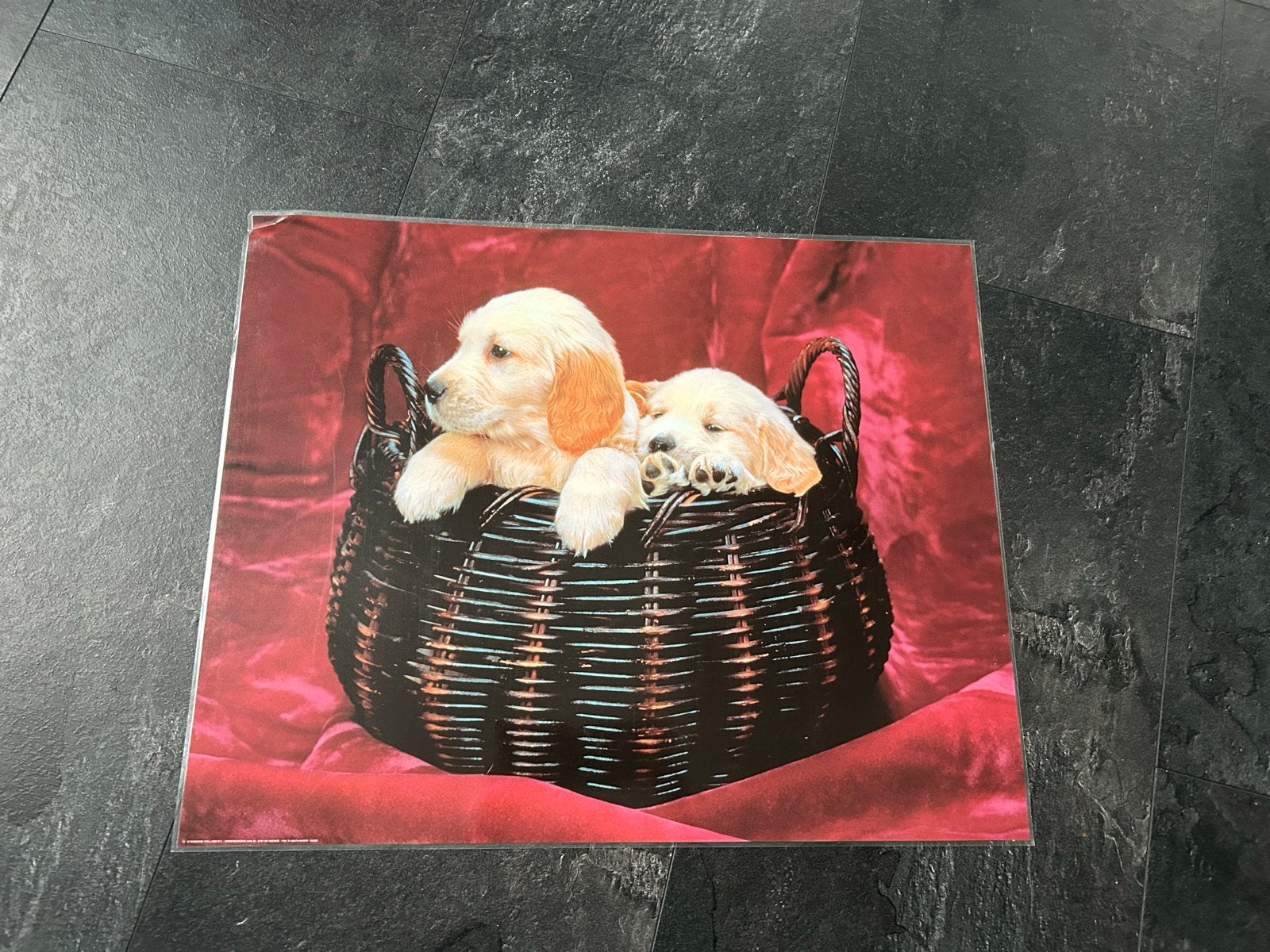 Poster gelamineerd 40x50 cm - Schattige puppy's in mand, Ophalen, Minder dan 50 cm, Gebruikt, Foto of Poster