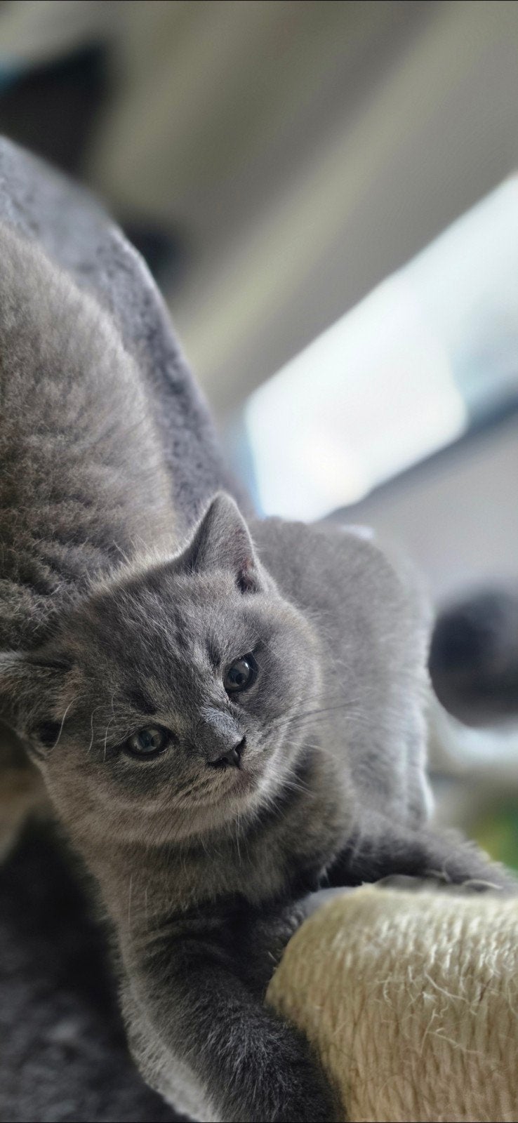 Britse korthaar kittens - stamboom afkomstig, Dieren en Toebehoren, Meerdere dieren, Gechipt, 0 tot 2 jaar