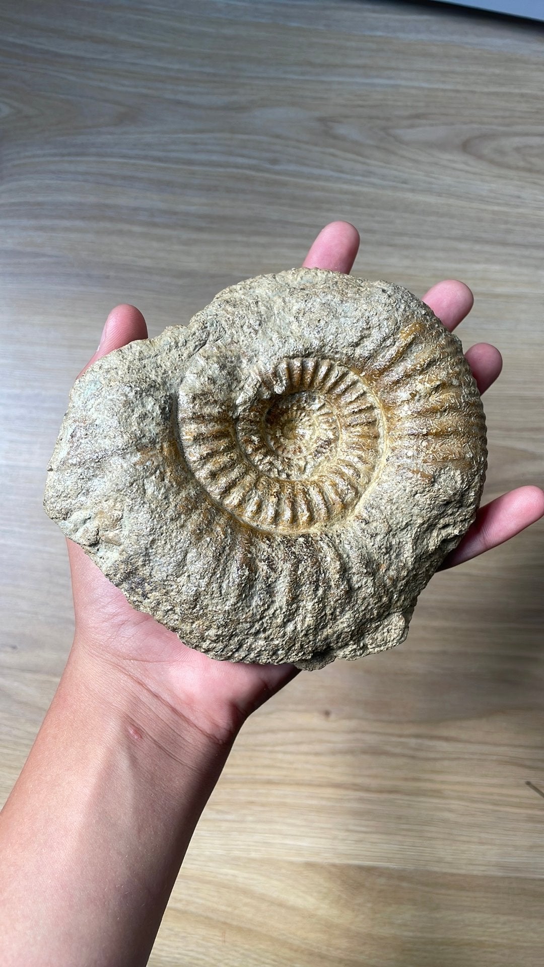 Prachtige Ammoniet Fossiel - Uniek Verzamelstuk, Verzamelen, Mineralen en Fossielen, Ophalen of Verzenden, Fossiel