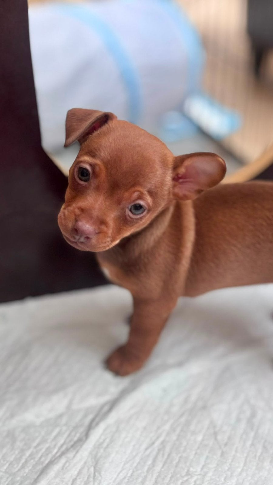 Prachtige liver tan Jack Russel pup, 8 tot 15 weken, Teef, Parvo, Meerdere