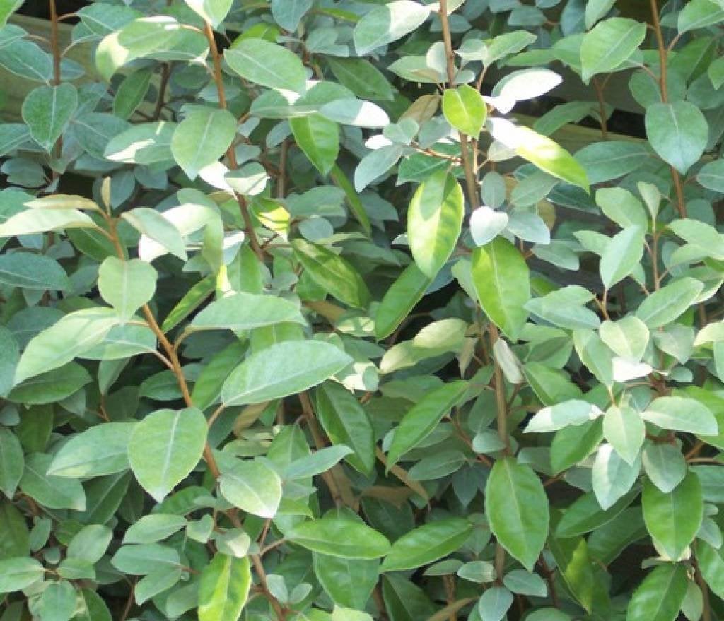Elaeagnus ebbingei 'Compacta', Bladhoudende olijfwilg, Ophalen of Verzenden, Overige soorten, Struik, Minder dan 100 cm