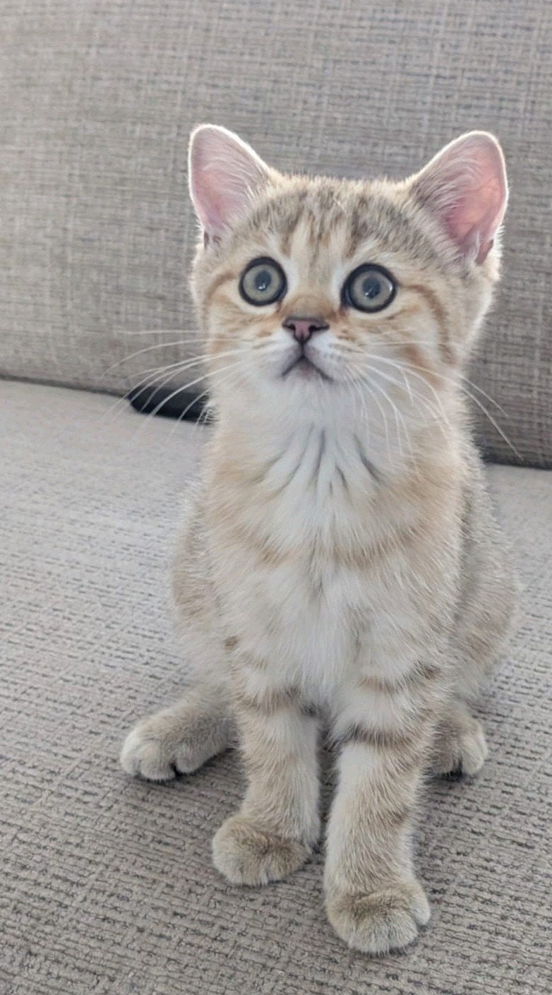 BKH (Britse korthaar) POES MET STAMBOOM