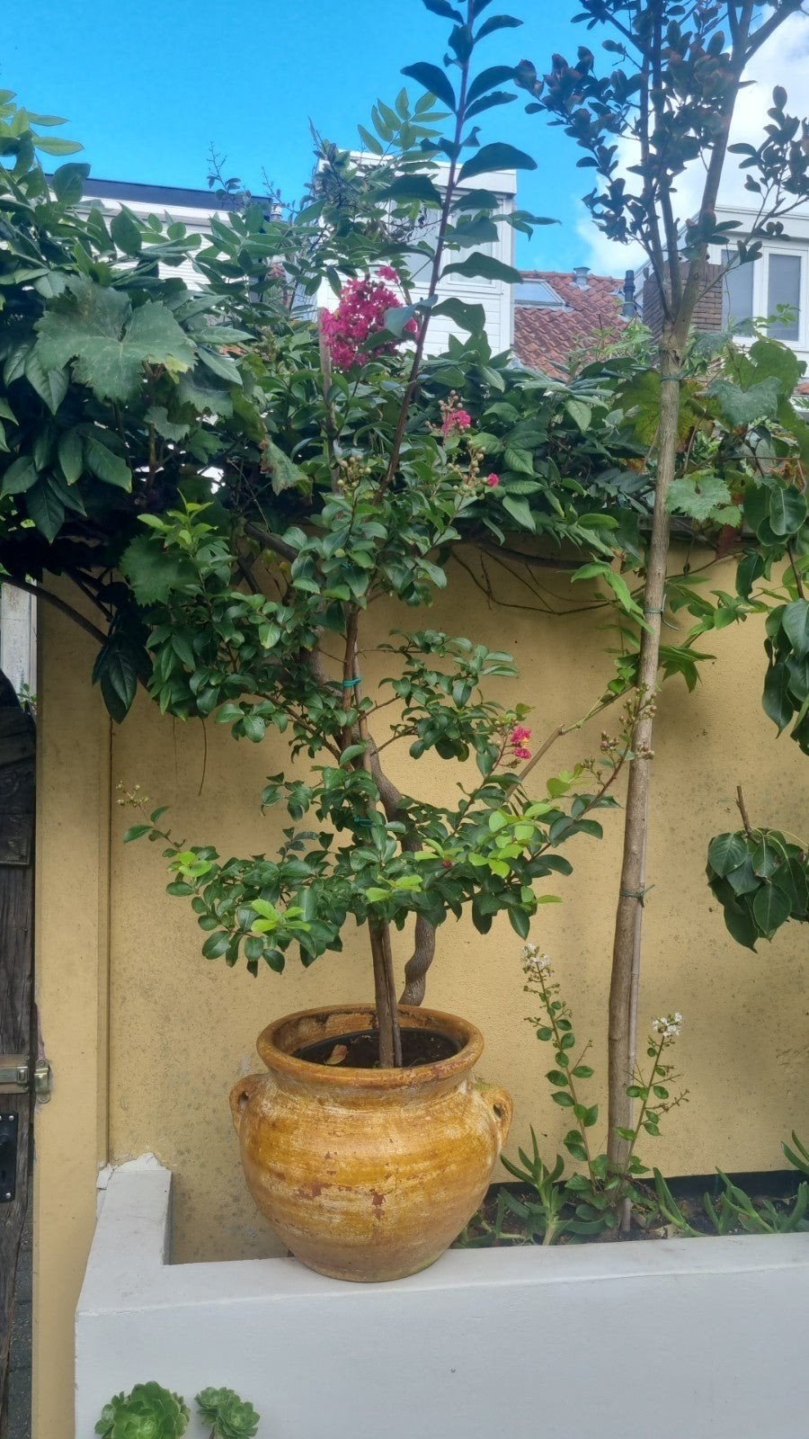 Lagerstroemia 2x wegens ruimtgebrek, Tuin en Terras, Ophalen of Verzenden, Volle zon, Overige soorten, 100 tot 250 cm