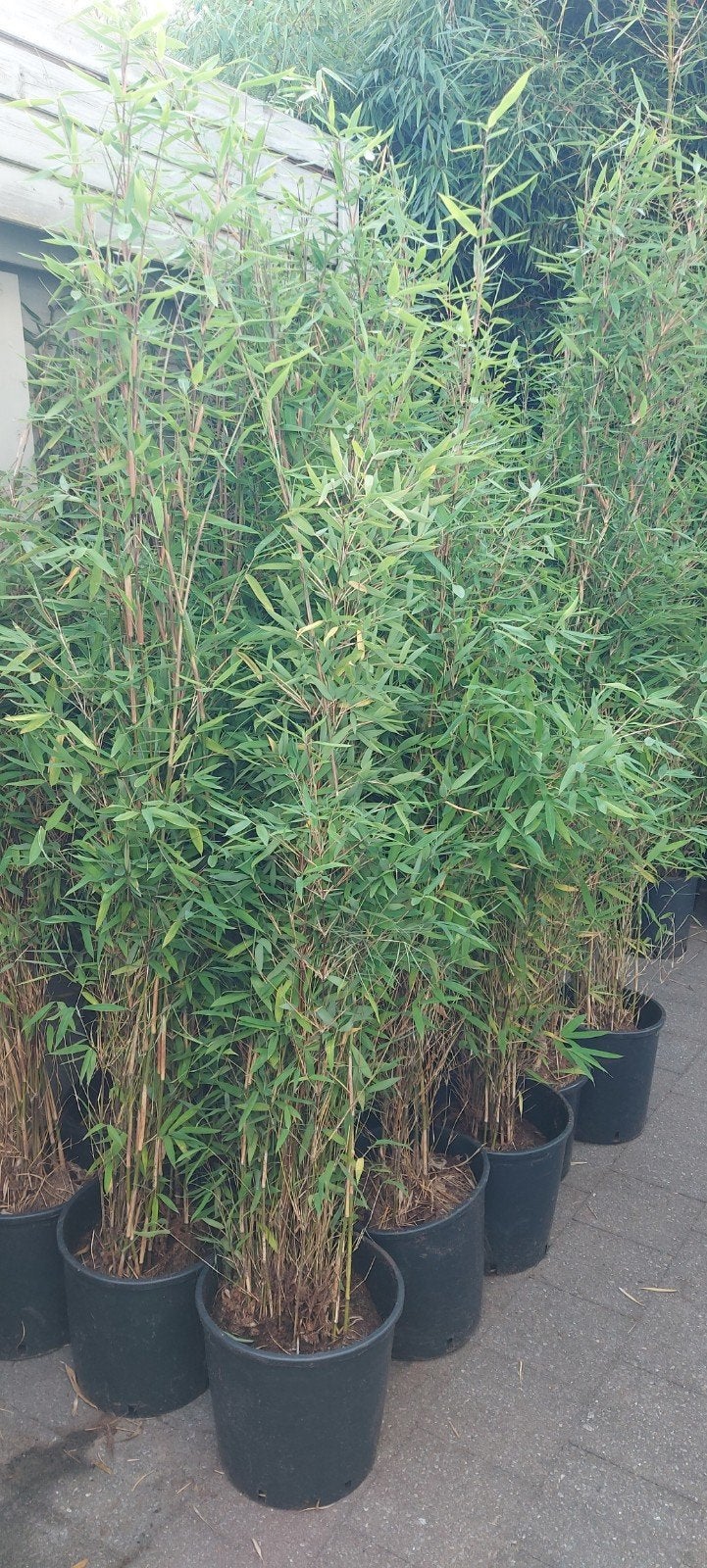 fargesia nitida winterjoy  , niet woekerende bamboe, Tuin en Terras, Ophalen, Bamboe, 250 cm of meer