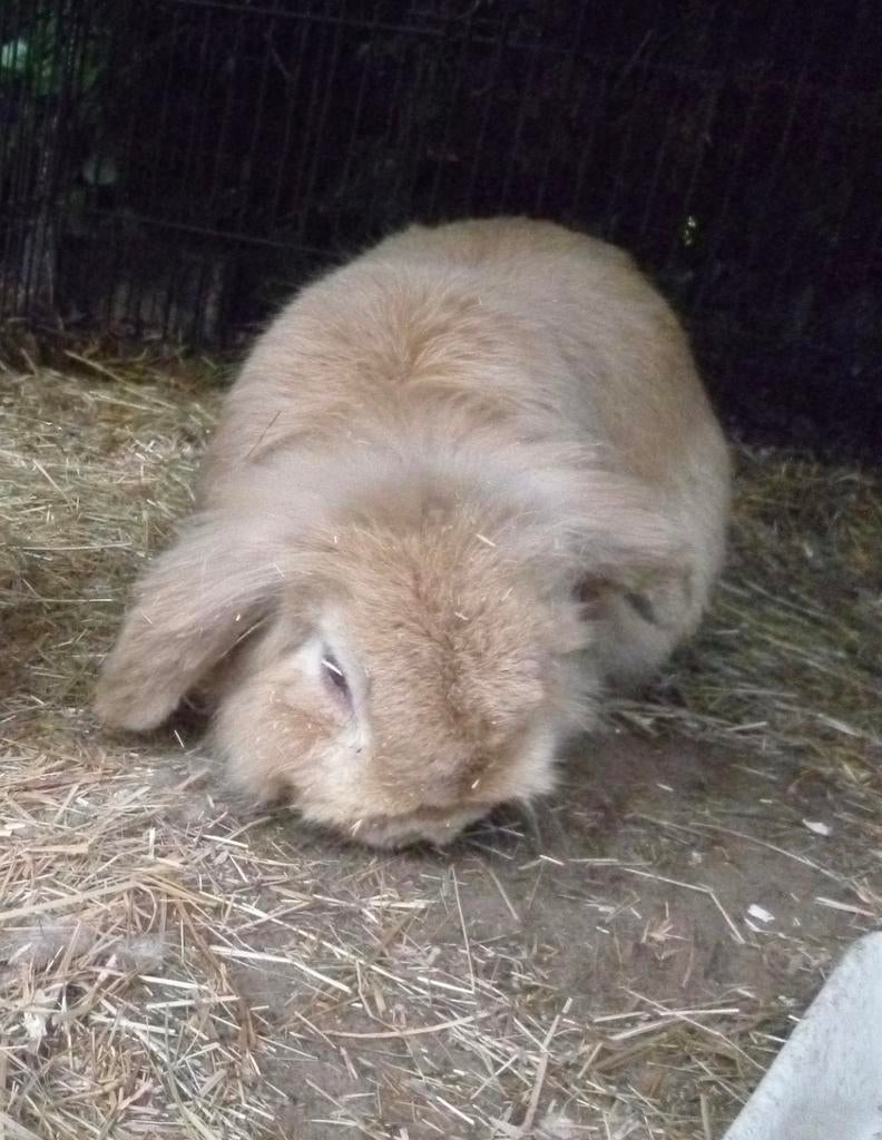 Konijnenoppas Hoogland/Amersfoort gezocht!!, Dieren en Toebehoren, Konijnen, Mannelijk, Dwerg, Hangoor, 3 tot 5 jaar