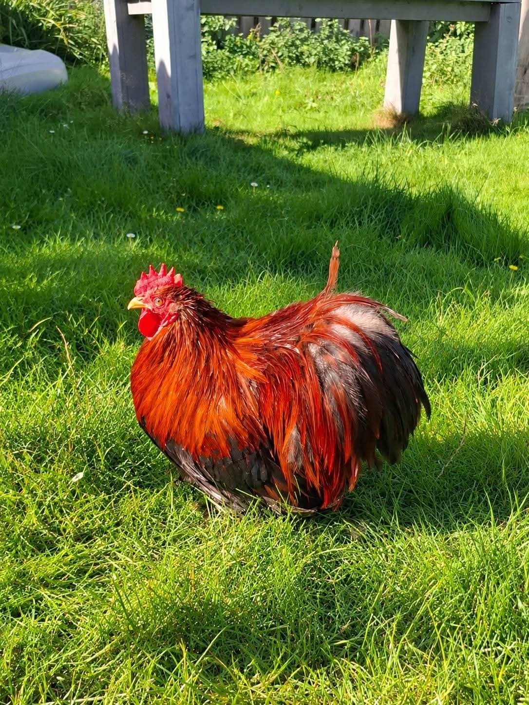 Cochin krielen tentoonstellingskwaliteit, Dieren en Toebehoren, Meerdere dieren, Kip