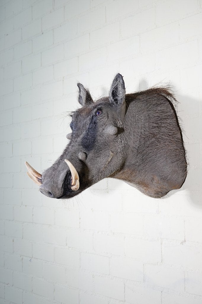 warthog wrattenzwijn opgezette taxidermy shouldermount, Ophalen, Zo goed als nieuw, Hert, Gewei of Kop