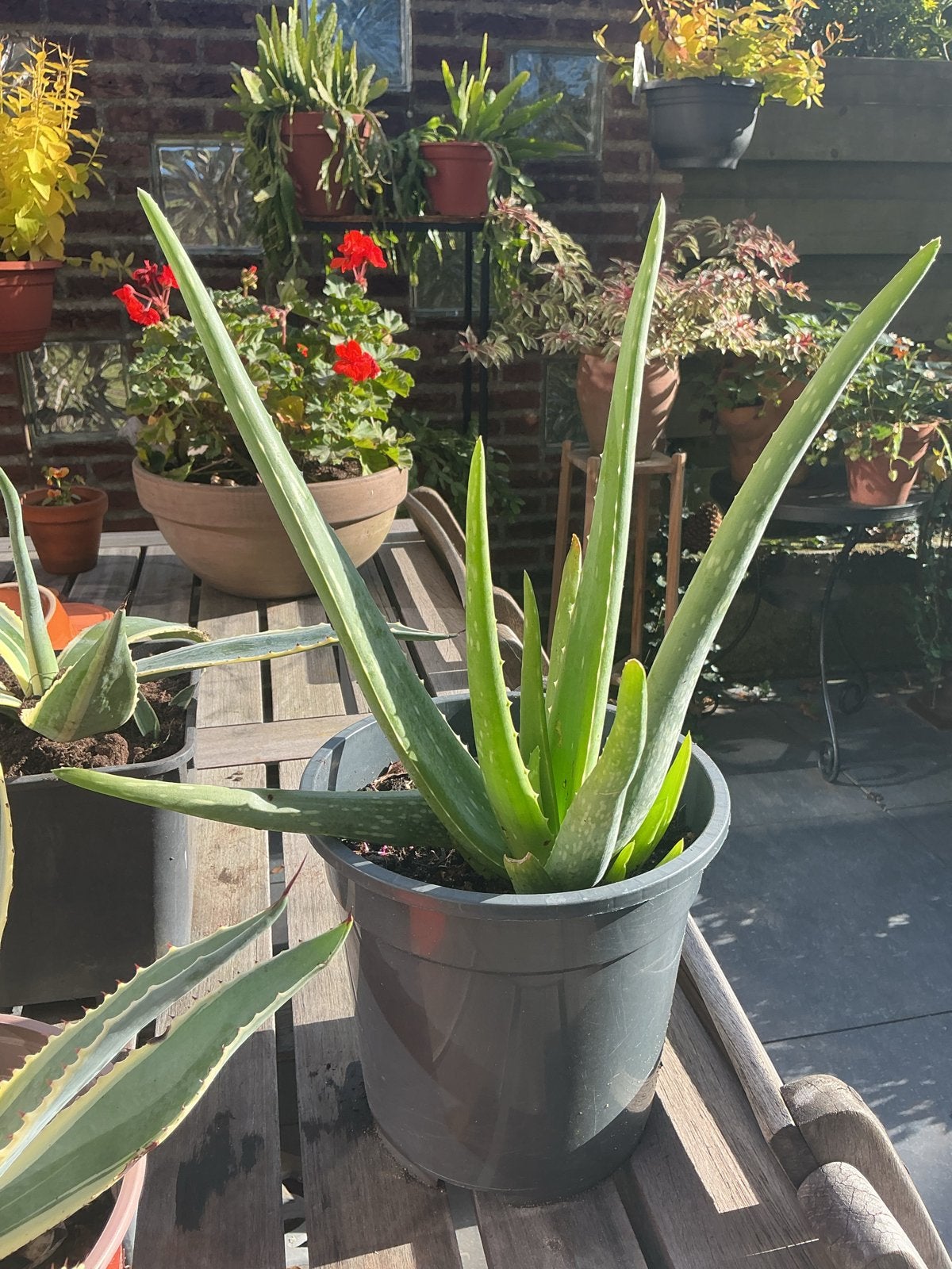 Grote Aloë Vera plant in pot, Ophalen, Vetplant, In pot, Minder dan 100 cm