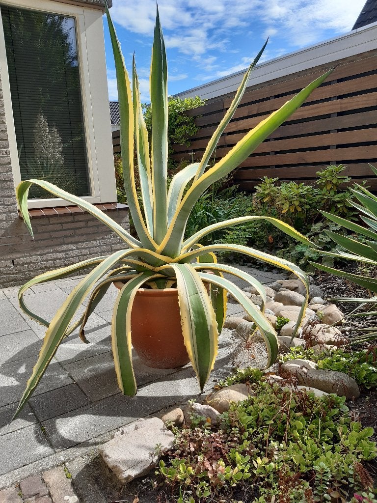 Agave geel bont Americana, Tuin en Terras, Ophalen, Bloeit niet, Overige soorten, Volle zon