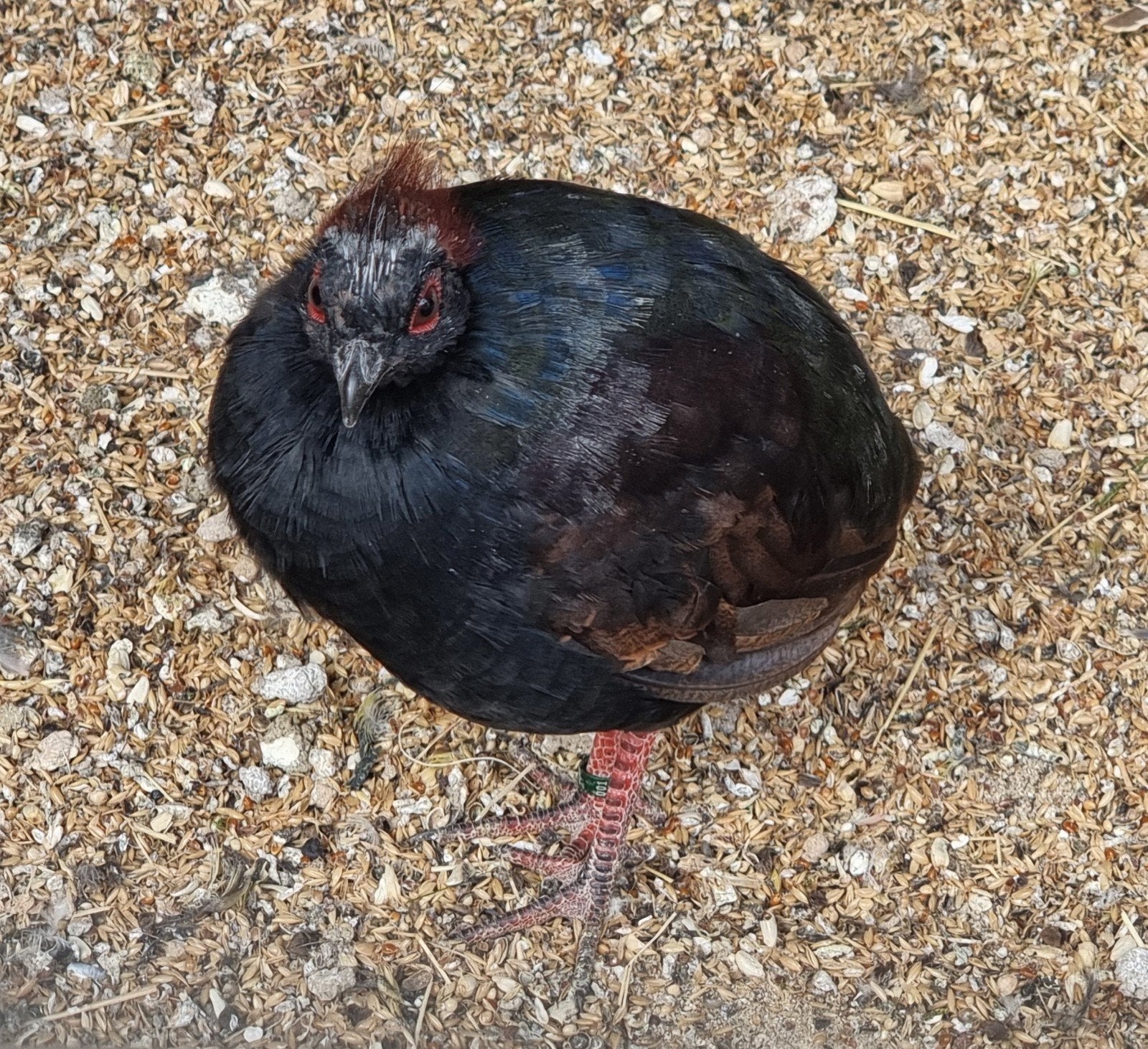 Natuurbroed Roulroul haan, Dieren en Toebehoren, Mannelijk