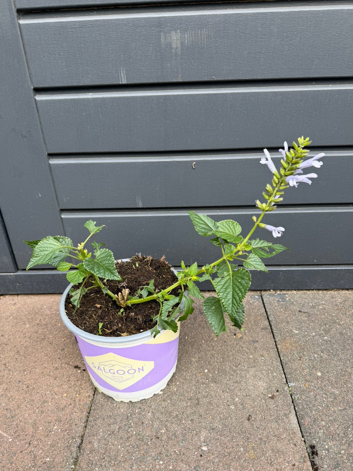 Salvia, Ophalen, Overige soorten